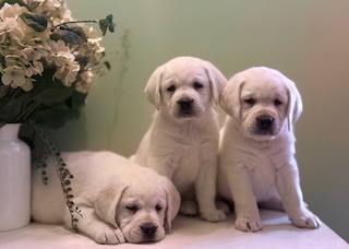 Sulley pups available!