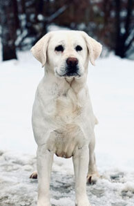 Tula
