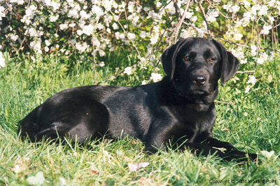 labrador03