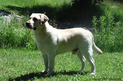 labrador09
