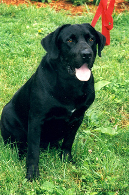 labrador11