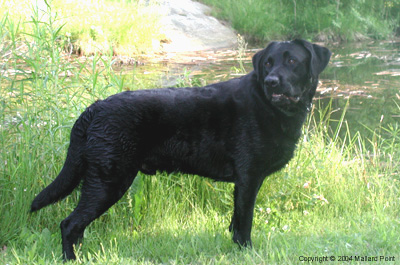 labrador22